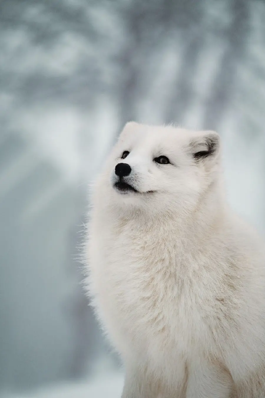 HD wallpaper of the white arctic fox in the cold