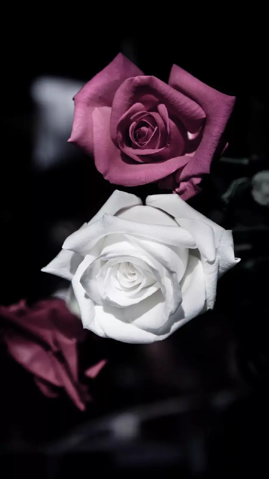 Eye-catching wallpaper of a white rose between 2 burgundy flowers