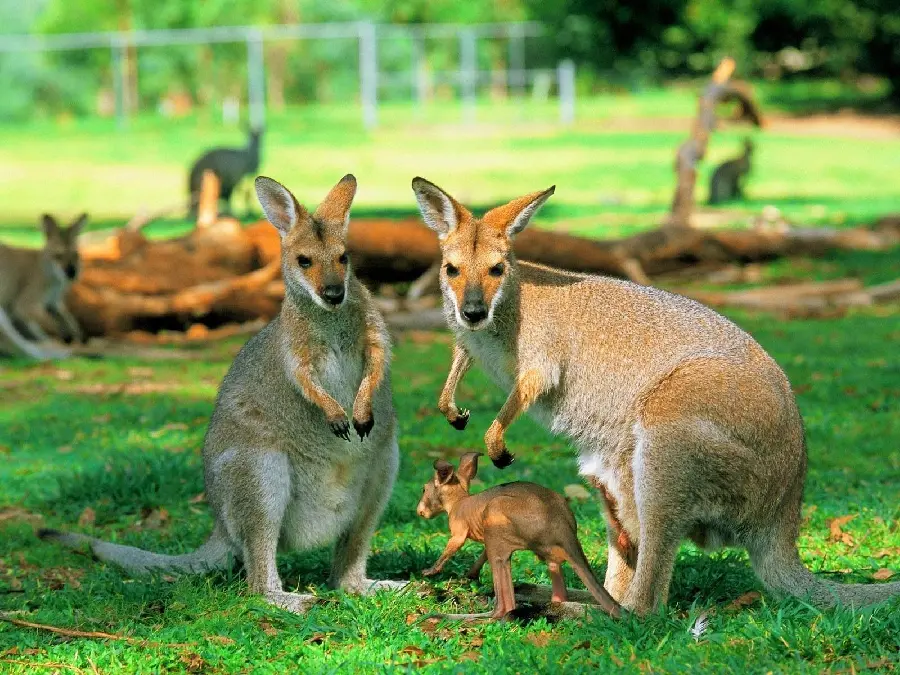 Beautiful wallpaper of a kangaroo family in a lush forest suitable for social networks