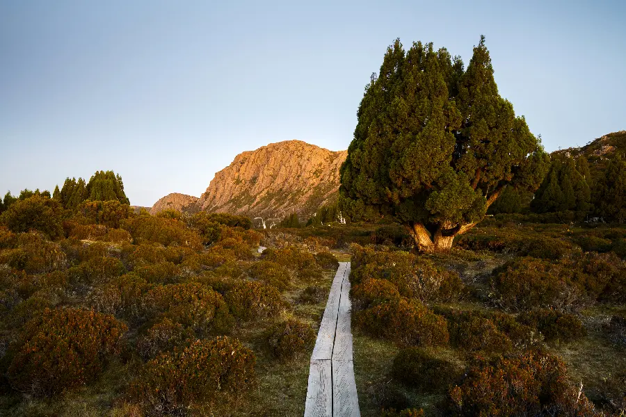 Strange wallpaper and background of the same vegetation and a wooden path built in the middle of nature