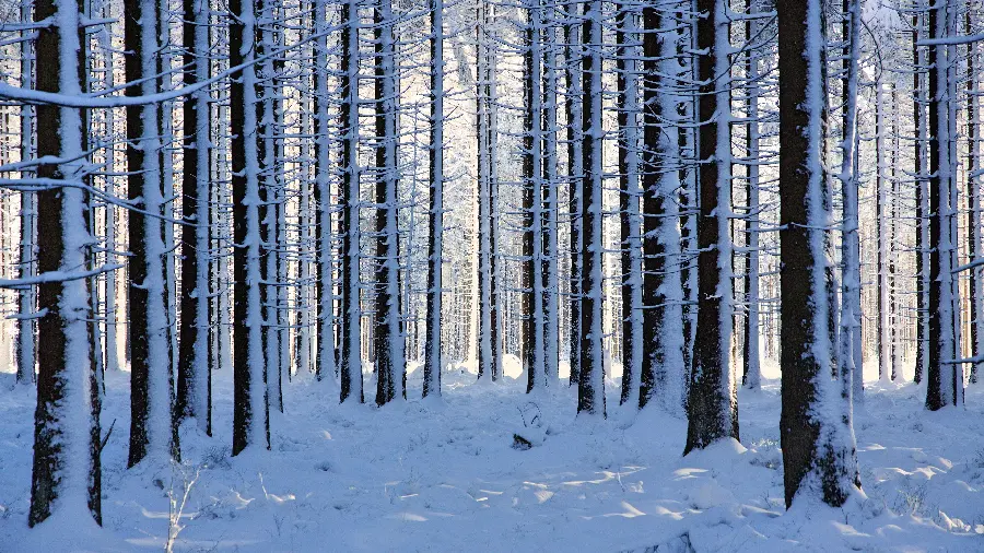 New image of tree trunks covered with snow in nature in HD quality special for Instagram