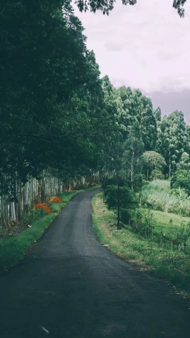 Dreamy background of the road in the heart of green nature for iPhone 