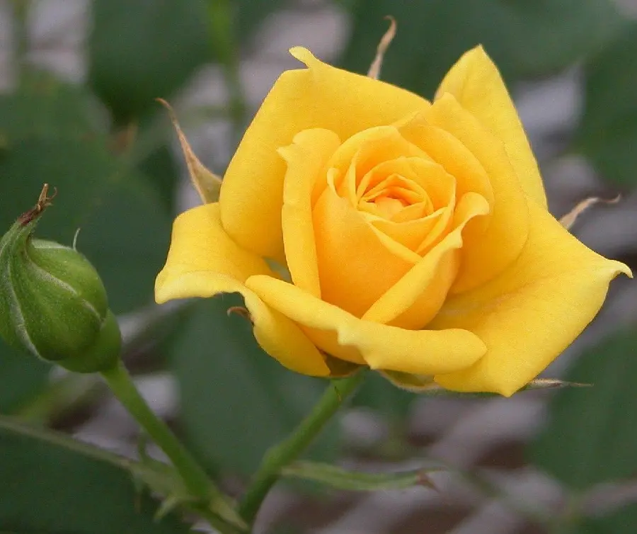 Popular and cool image of Yellow Rose Blooming in Original Quality 