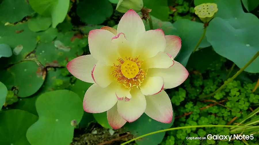 Dream photo of a type of lotus flower for your desktop 