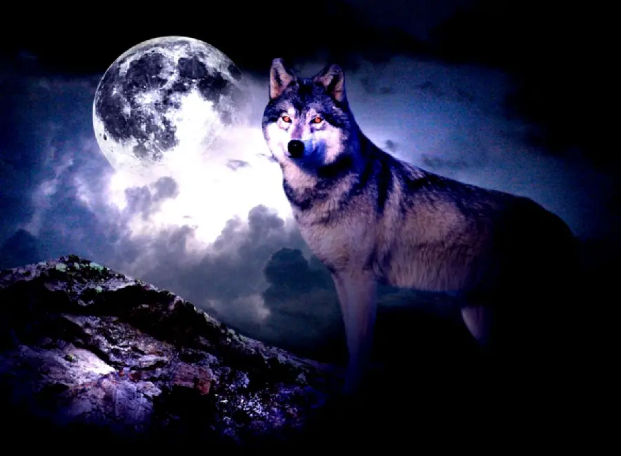 The most beautiful profile photo of a wolf and the moon with Full HD quality