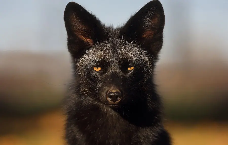 Photo of a wild silver fox with orange eyes with a blurred background in high quality