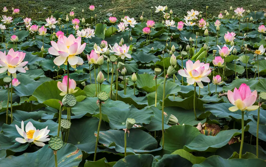 Numerous water lilies together, great for wallpaper
