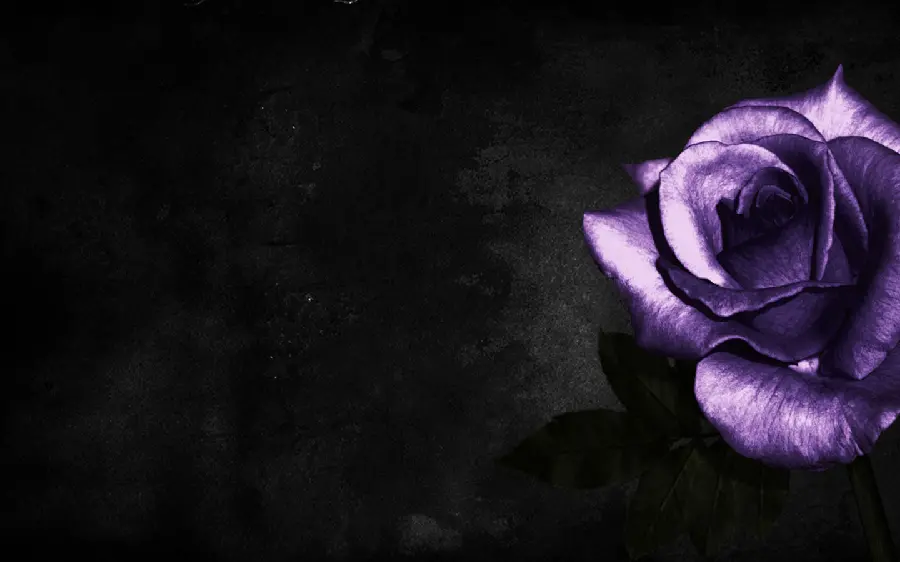 Download Stock Photo of Purple Roses Fading and Fading on Black Background