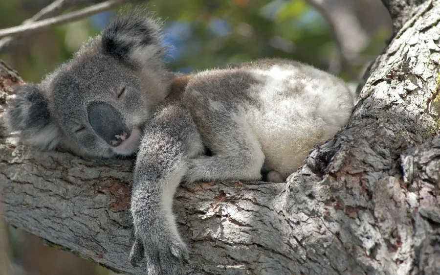 Download the wallpaper of a koala that fell asleep on a tree trunk