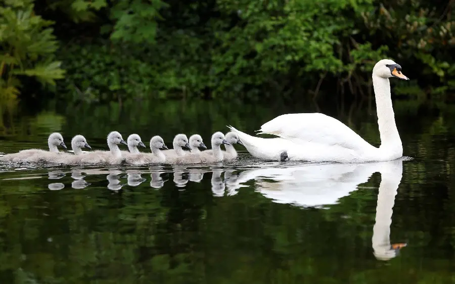 Interesting wallpaper of a mother swan and her chicks in 8k quality