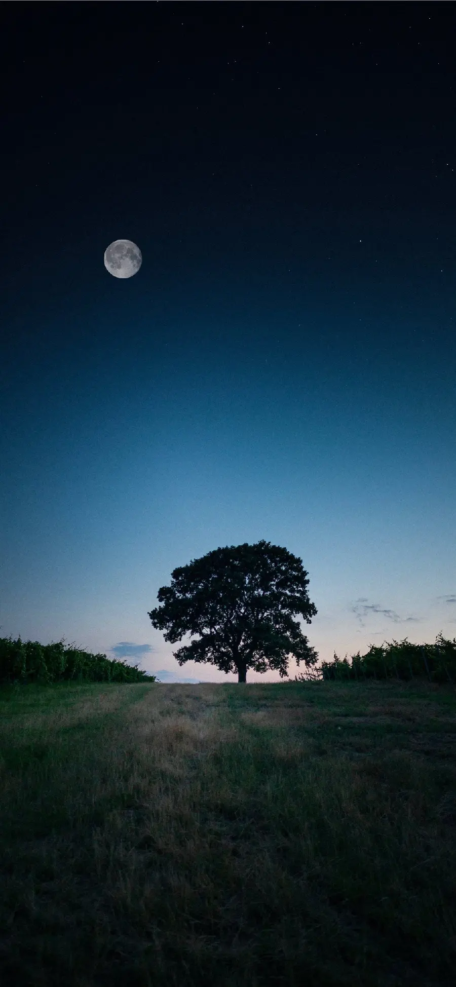 A suitable background for your Android phone with a tree design in the shadow of the moon