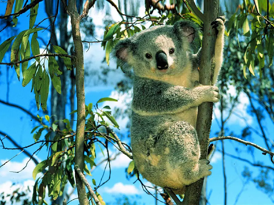 The most viewed picture of a beautiful koala climbing a tree with green leaves