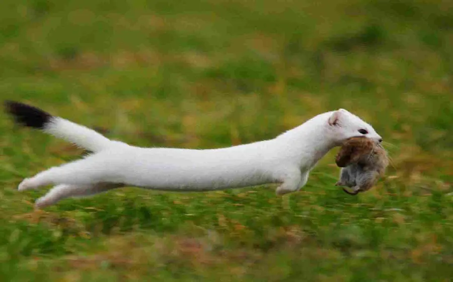 Most viewed background of a clever white weasel running away with its prey suitable for posters