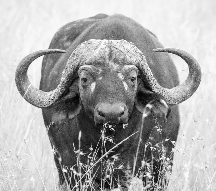 Black and white photo of a buffalo's face
