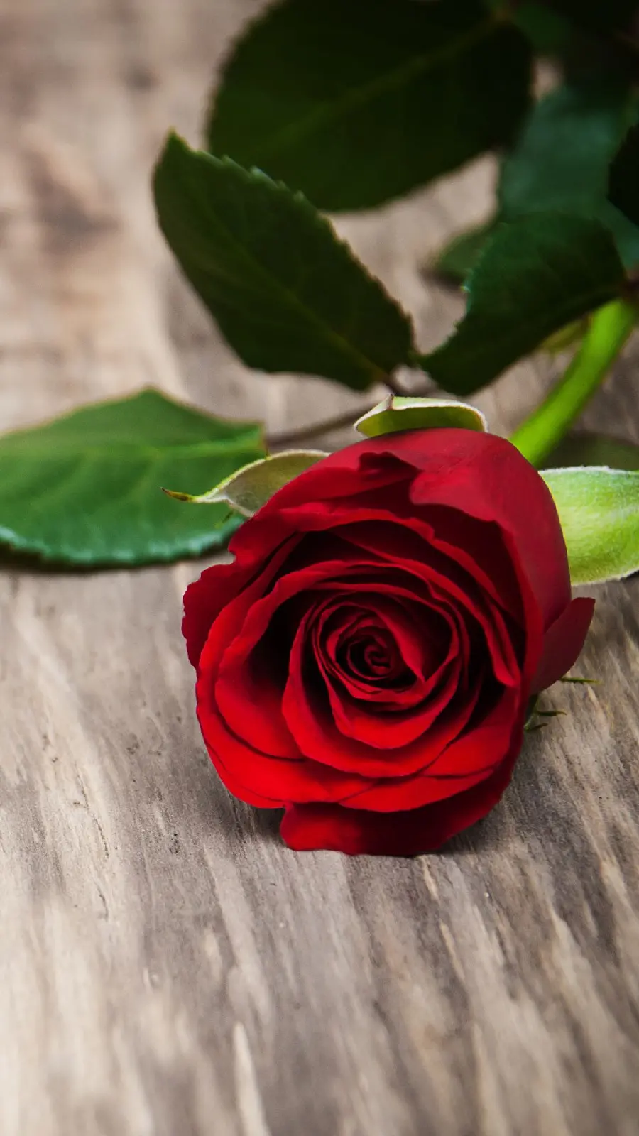 Girly profile photo with red rose for Insta