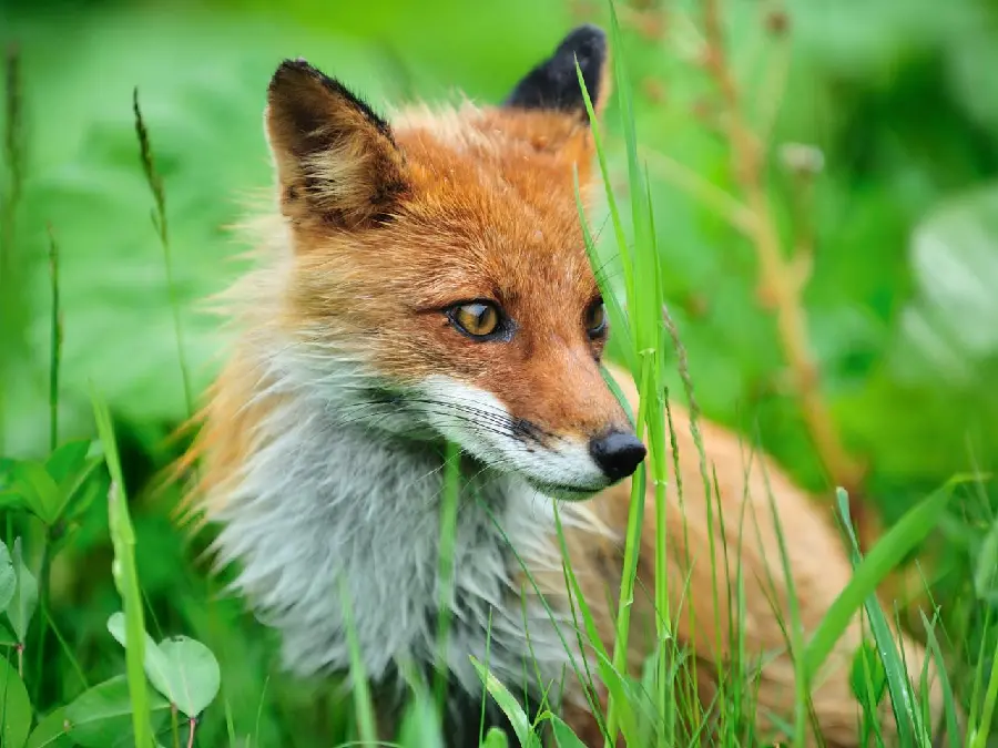 A mysterious background of a fox in the middle of tall green forest plants