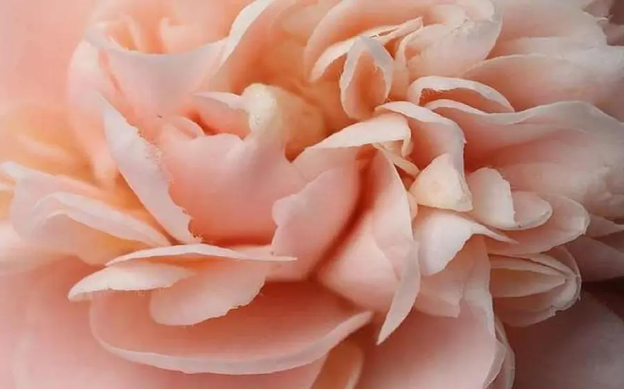 Special and magical view of peach rose with 4K quality