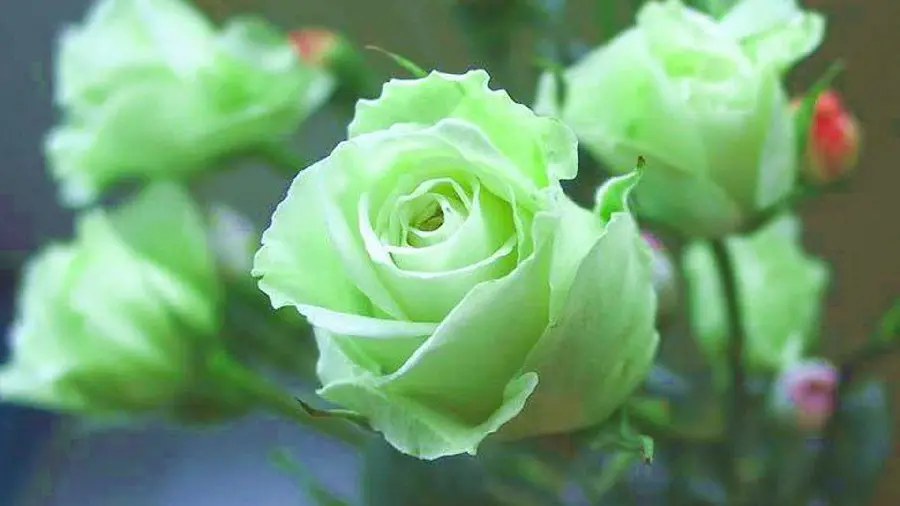 Cute image of several beautiful pale green rose branches for wallpaper