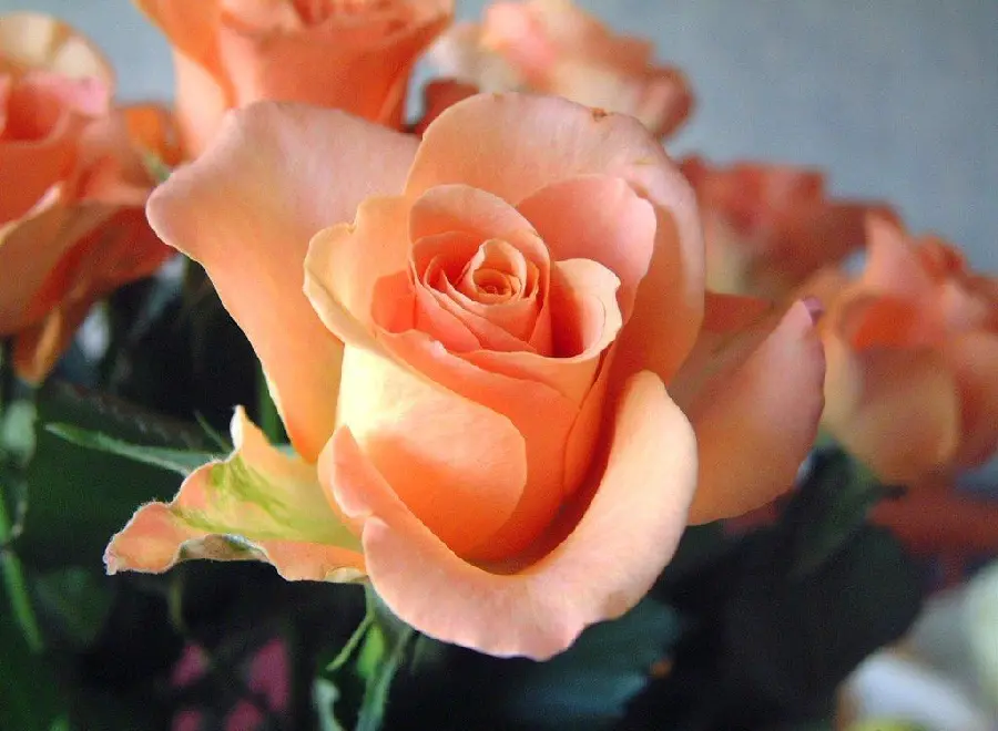 Download the masterpiece wallpaper of a beautiful peach-colored rose 2022