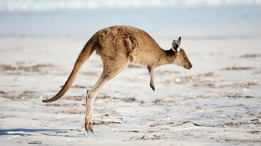 Download Stock Photo of Tired and Helpless Kangaroo on White Ground