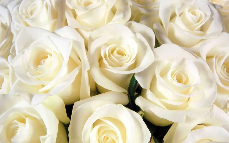 Download a cute background photo of white roses next to each other