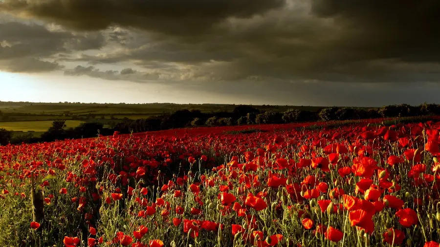 Computer background image of wild red poppies with black light