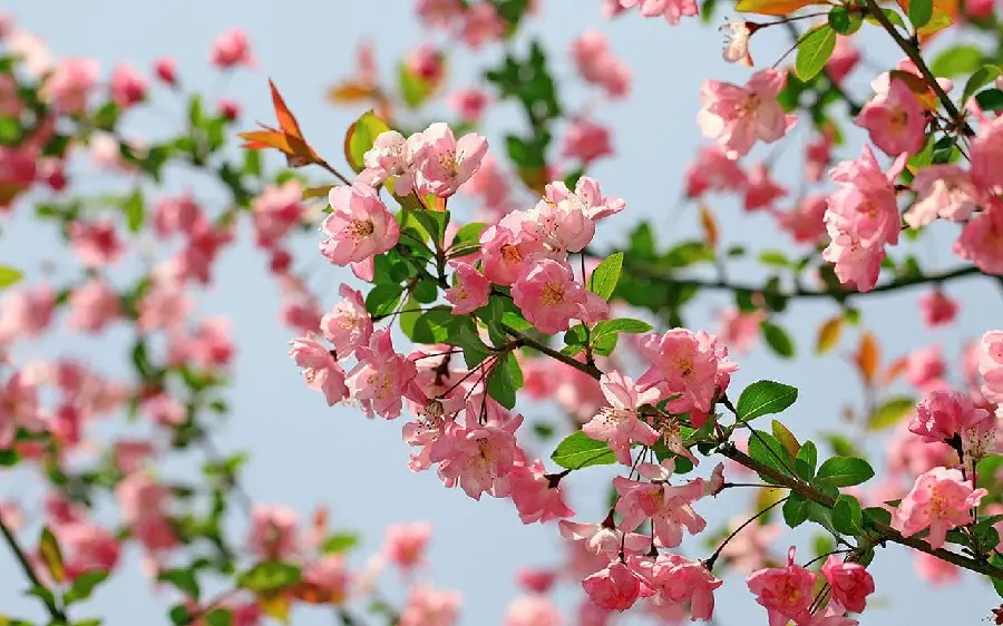 A grade one background image of a small and young branch of a begonia flower