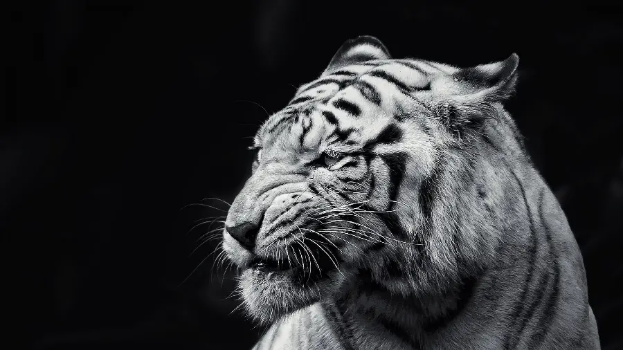 Black and white wallpaper of a calm and magical tiger for Windows 11 wallpaper