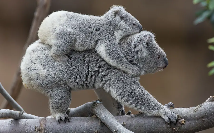 Download a first-rate background of a baby koala riding on its mother's shoulders