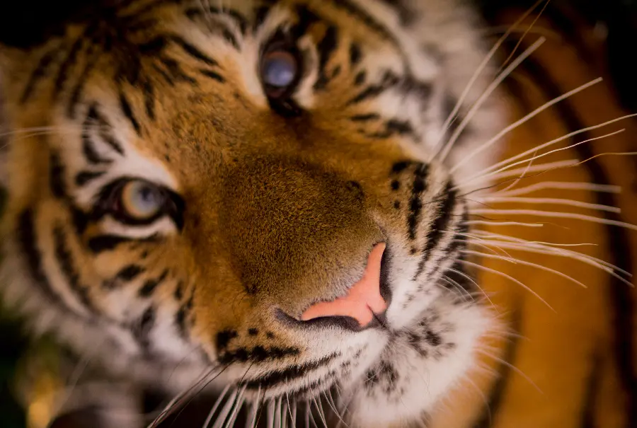 Most Viewed Laptop Wallpaper of Beautiful Tiger in Full HD Quality 