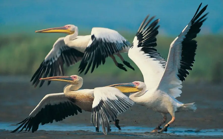 Beautiful wallpaper of 3 pelicans that have just opened their wings to fly