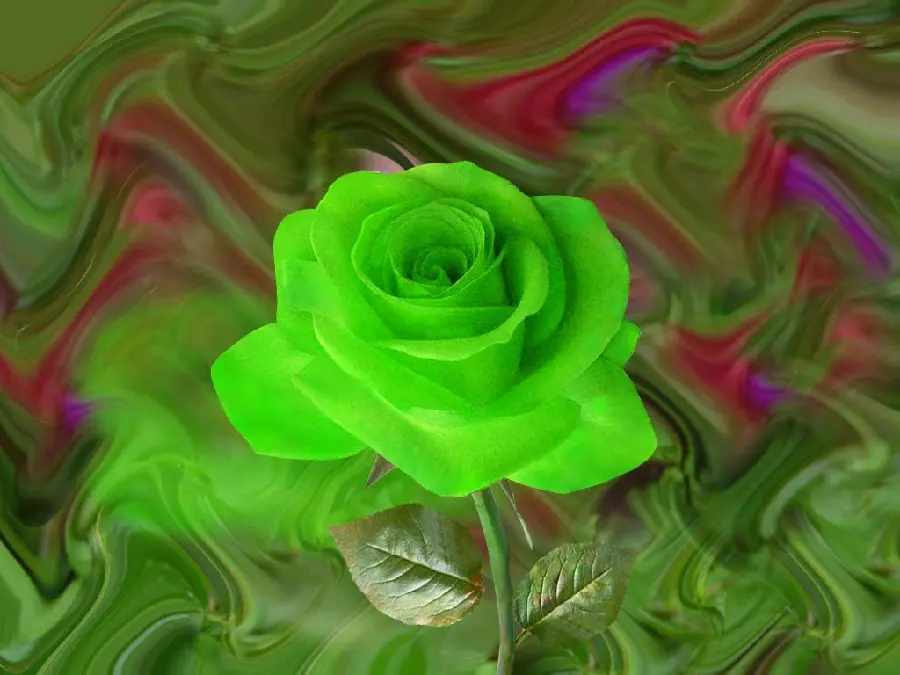 Green rose profile photo with a watercolor background in pure quality suitable for tablets