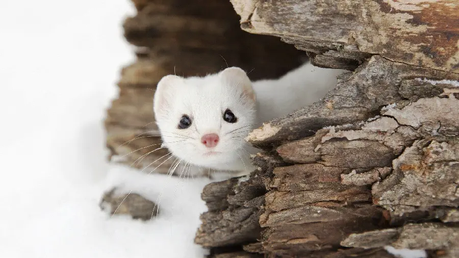 The best stock image of a scared weasel sheltering under rocks in snowy weather