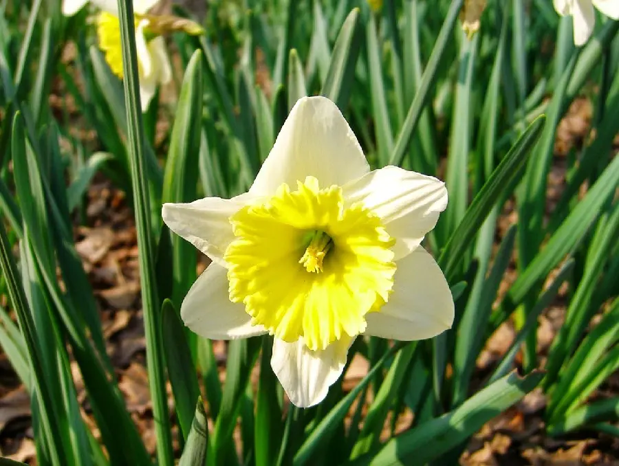 Beautiful computer background of white daffodils with green leaves in high quality