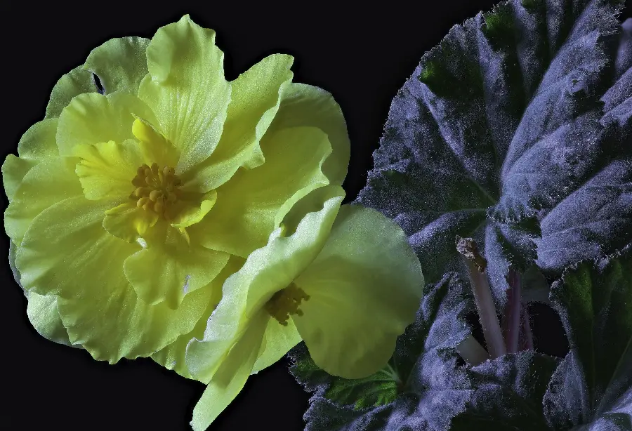 Photo of a wilted yellow begonia with fluffy leaves