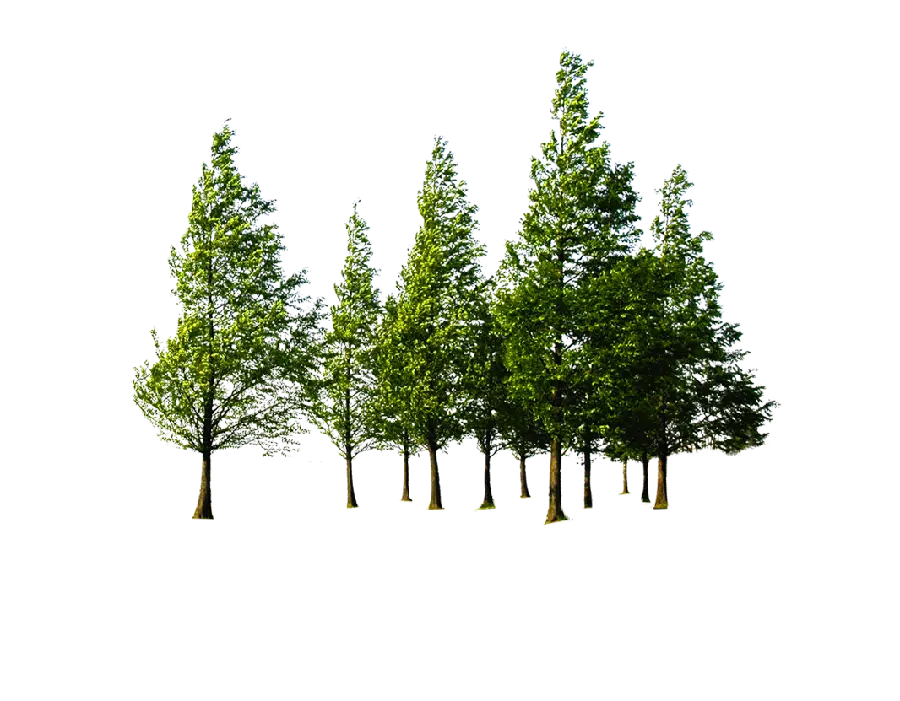 Download high quality PNG image without background of pine trees for Photoshop
