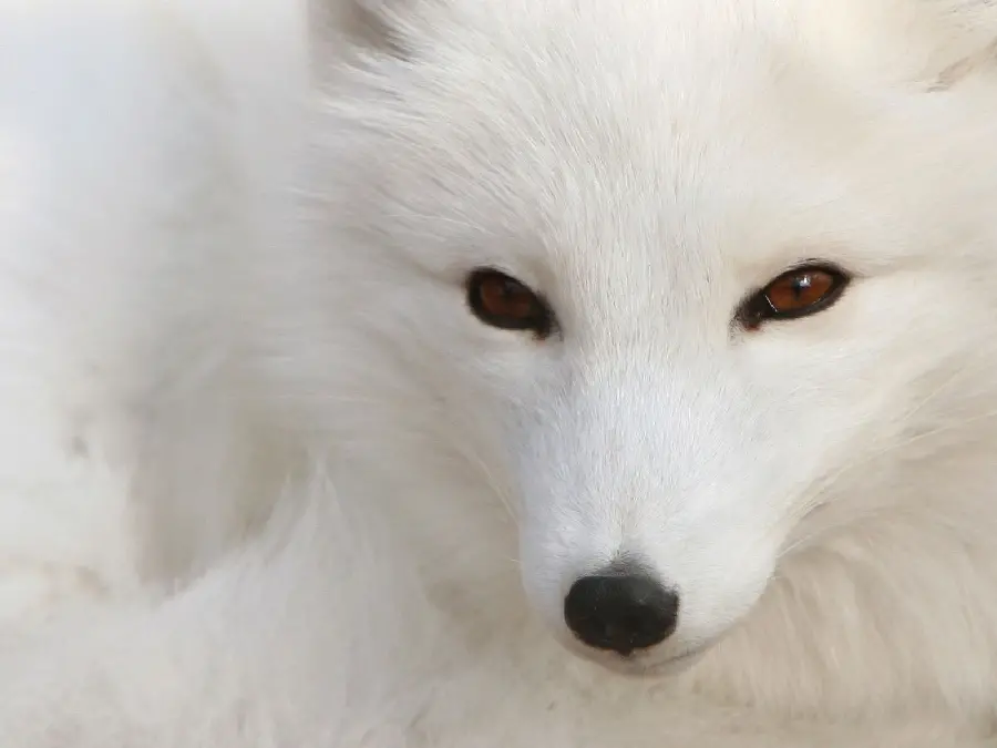 Download a lovely background image of a beautiful white fox in full quality suitable for Instagram