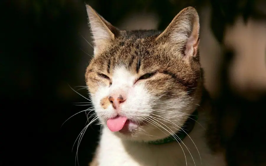 Download funny picture of a cat sticking out its tongue for profile 