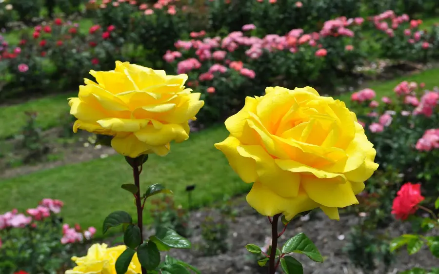 The latest stock photo of a yellow and natural rose with 8k quality