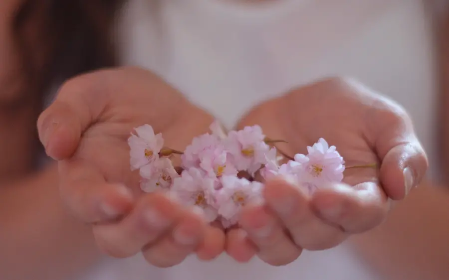 Beautiful and high-quality background of pink flowers in a hand