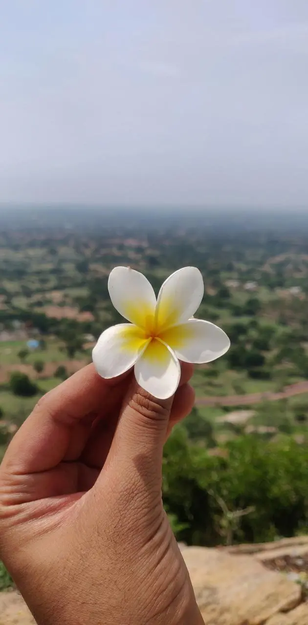 Beautiful wallpaper of a five-petal flower in a hand