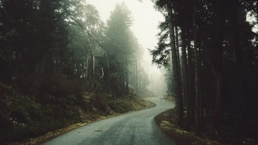 Strange image of deserted forest road in foggy weather