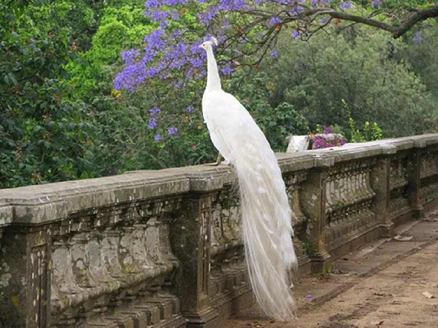 Unique vector of white peacock on the porch of an old mansion and the forest