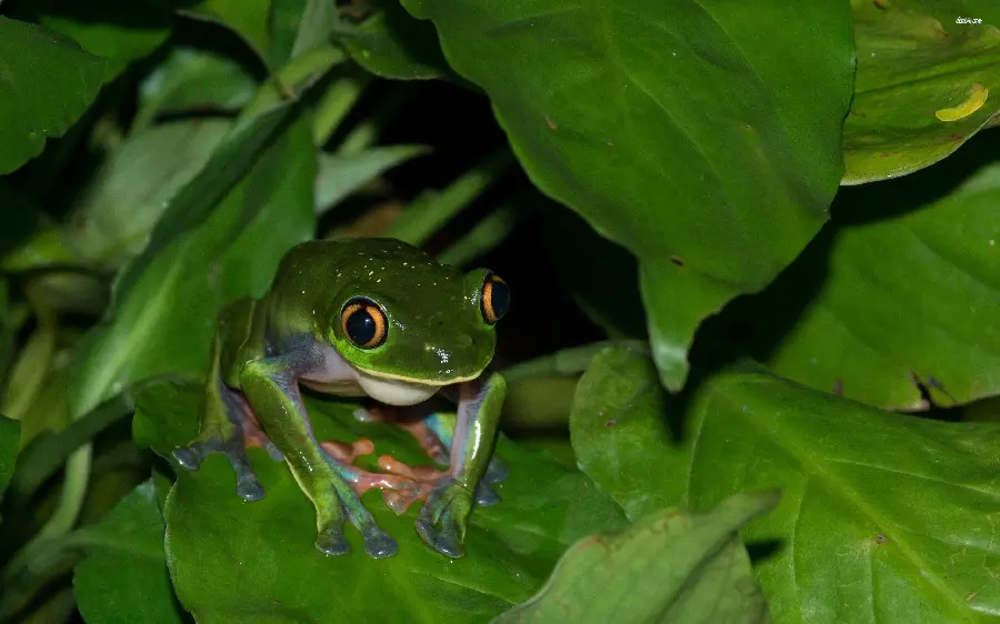 Cool wallpaper of frog camouflage in green leaves 