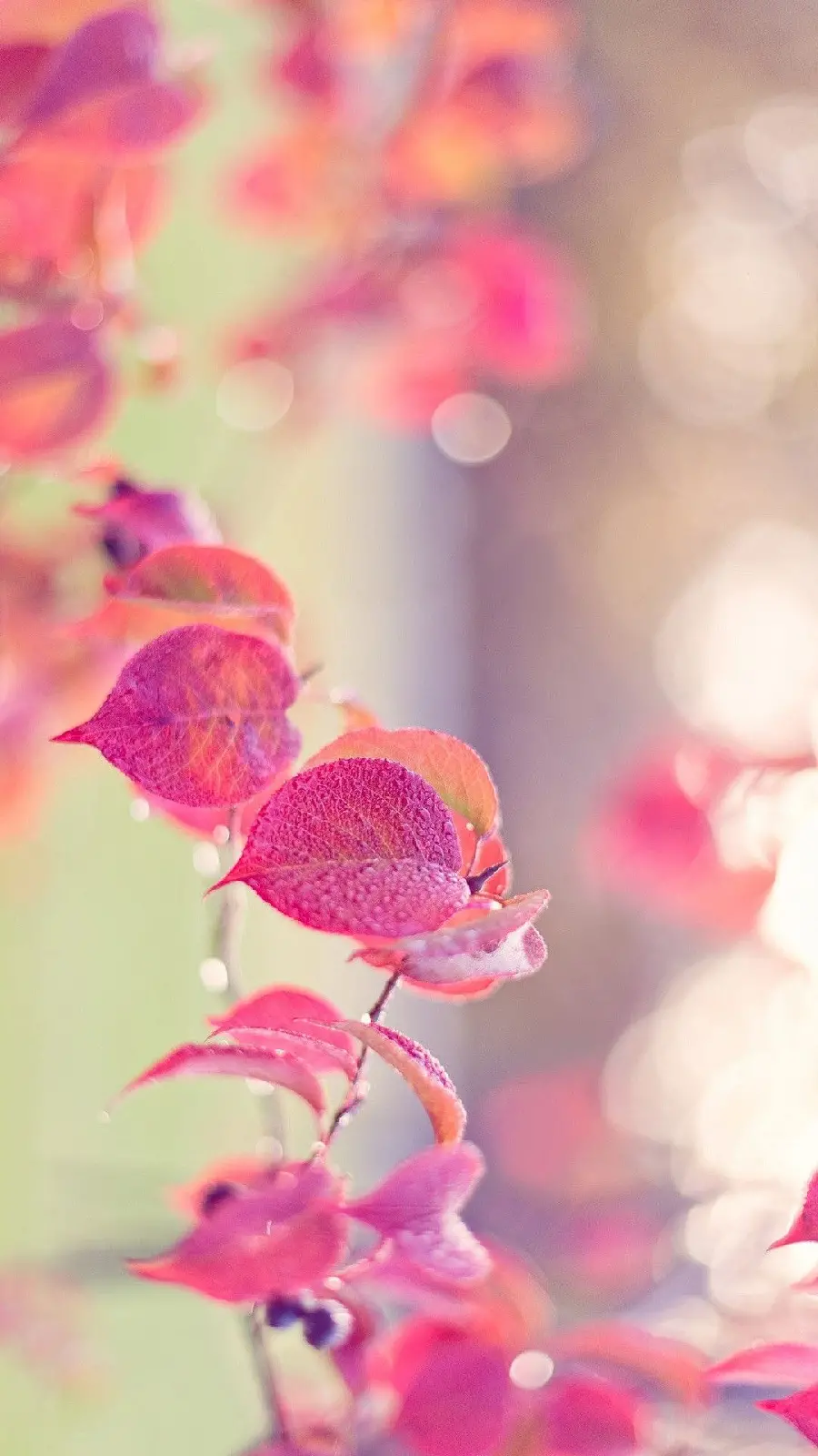 Popular girly wallpaper with a pink theme in Full HD quality for iPhone