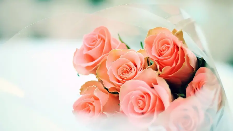 Download incredibly beautiful background with peach rose design 