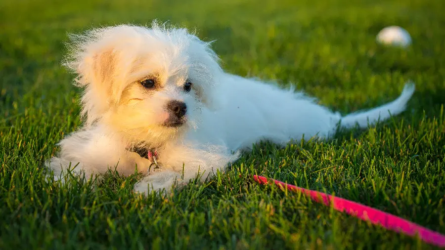 Cute picture of a little white dog in the grass