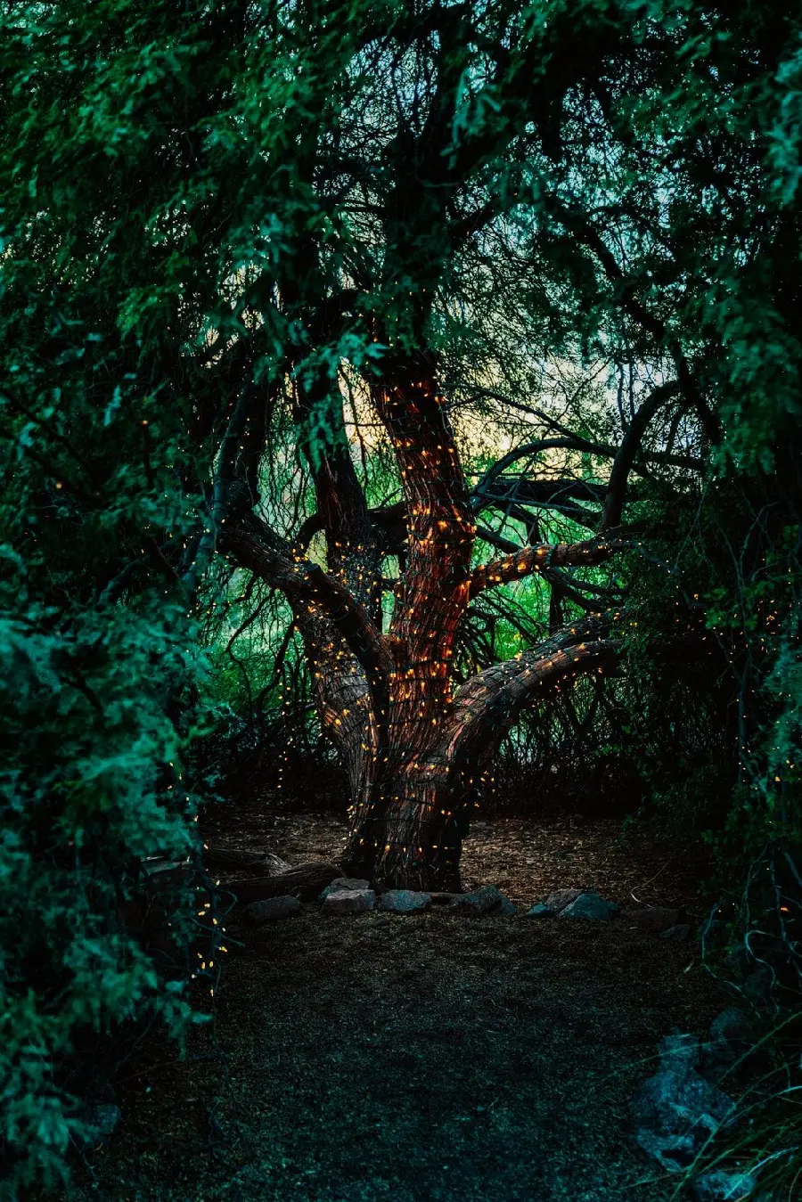 The latest green phone background from the beautiful and magical forest 2022