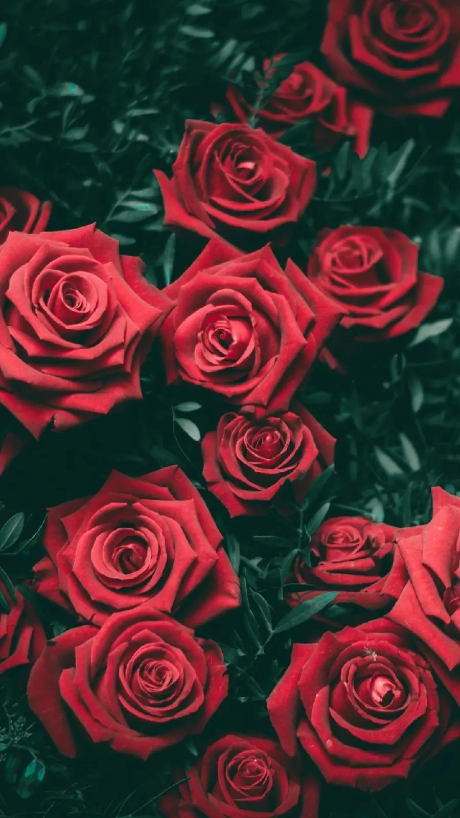 The most viewed red rose image with 8k quality for background