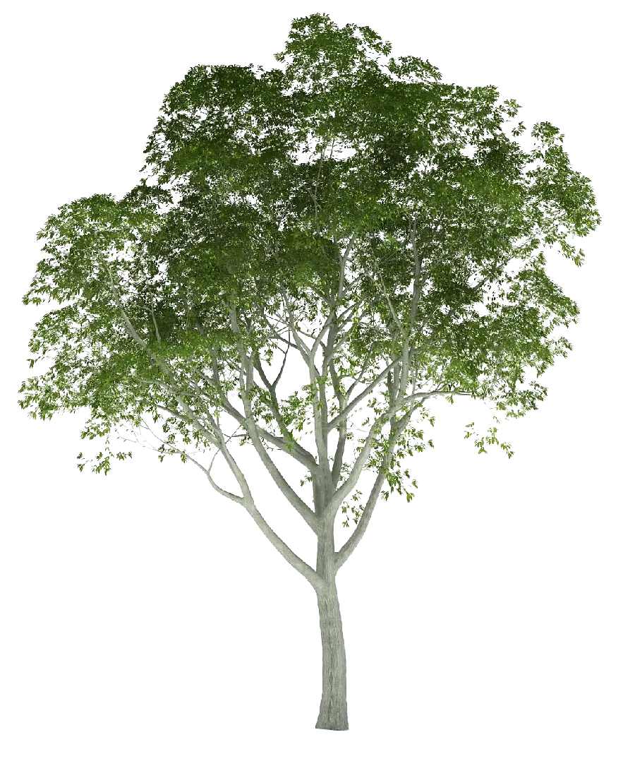 HD quality tree PNG photo without background 